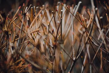 brown stems on macro shot