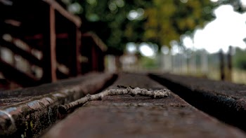 Brown Stick on Concrete Surface