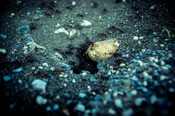 Brown Stone on Black Sand