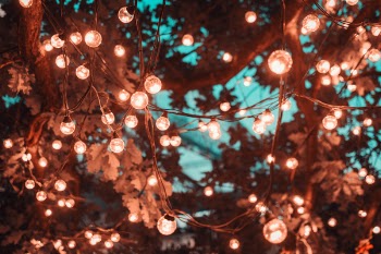 Brown String Lights in Tree