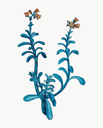 Brown Sugar Echeveria drawing, vintage | Free Photo Illustration - rawpixel
