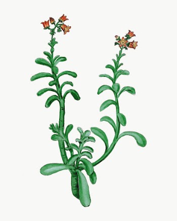Brown Sugar Echeveria drawing, vintage | Free Photo Illustration - rawpixel