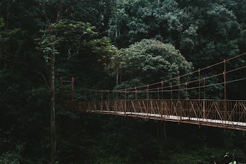 brown suspension bridge