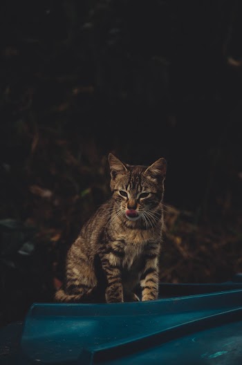 Brown Tabby Cat