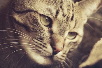 Brown Tabby Cat