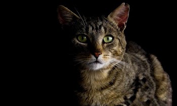 Brown Tabby Cat