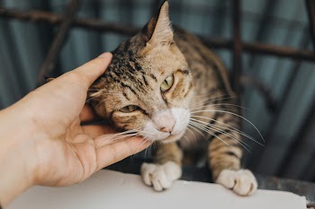 Brown Tabby Cat