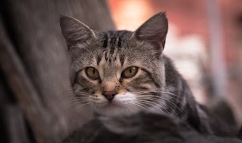 Brown Tabby Cat