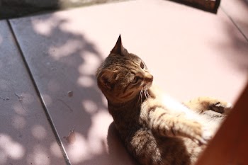 Brown Tabby Cat