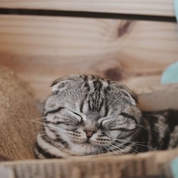 brown tabby cat