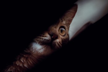 Brown Tabby Cat
