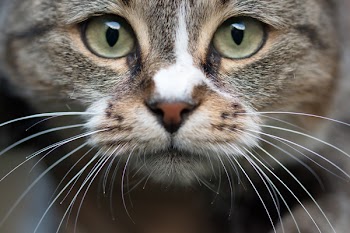 Brown Tabby Cat
