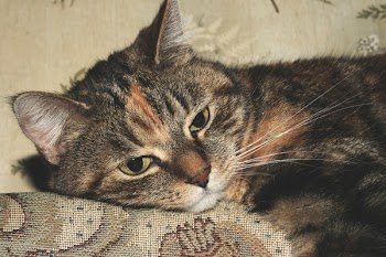 Brown Tabby Cat