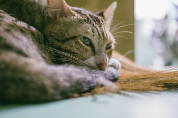 Brown Tabby Cat