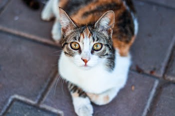 Brown Tabby Cat
