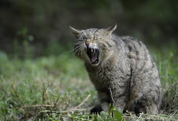 Brown Tabby Cat