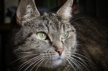 Brown Tabby Cat