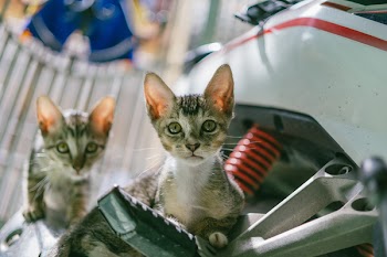 Brown Tabby Cat