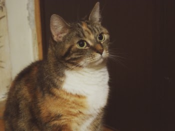 Brown Tabby Cat