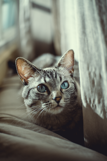 Brown Tabby Cat