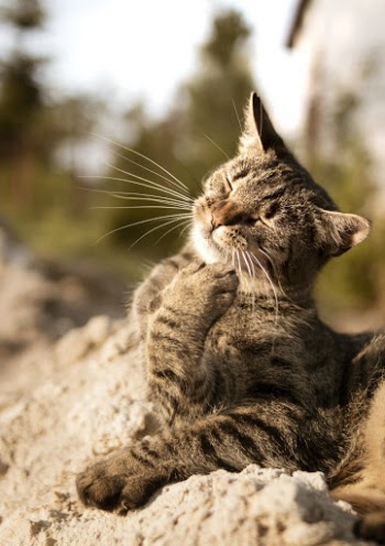 Brown Tabby Cat