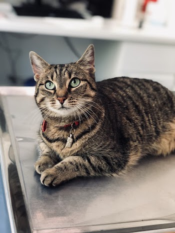 Brown Tabby Cat