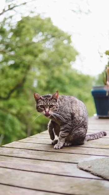 Brown Tabby Cat