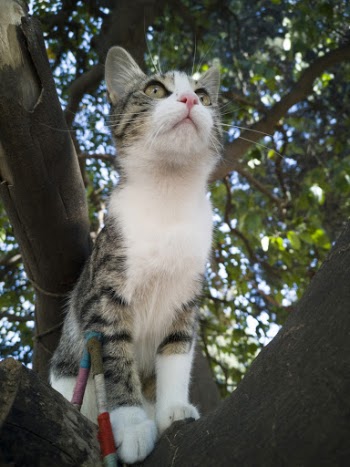 Brown Tabby Cat