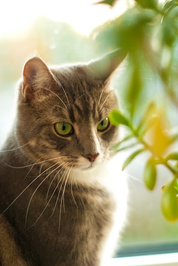 Brown Tabby Cat Close-up Photography