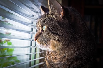 Brown Tabby Cat Facing Window