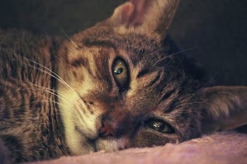 Brown Tabby Cat Laying on Pink Textile