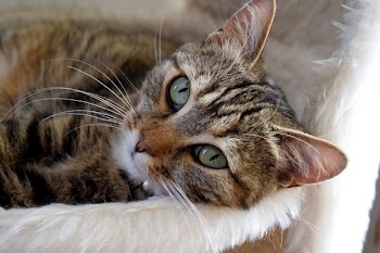 Brown Tabby Cat Lying Down on Bed