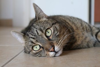 Brown Tabby Cat Lying on Brown Ceramic Tile Flooring