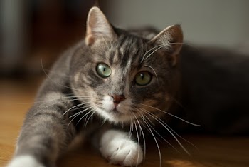 Brown Tabby Cat Lying on Floor