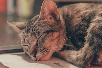 Brown Tabby Cat Lying on White Printing Paper