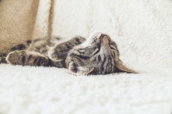 brown tabby cat lying on white textile