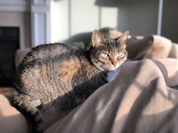 Brown Tabby Cat on Beige Textile