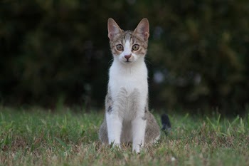 Brown Tabby Cat on Grass Field