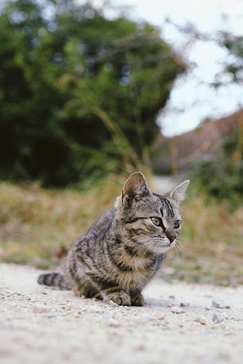 Brown Tabby Cat on Gray Surface