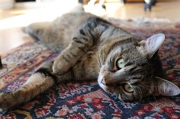 Brown Tabby Cat on Red and Blue Floral Carpet