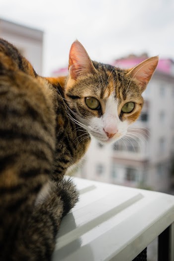 Brown Tabby Cat on White Ledge during Day