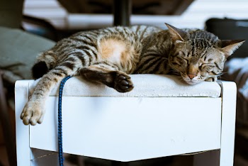 Brown Tabby Cat on White Wooden Furniture