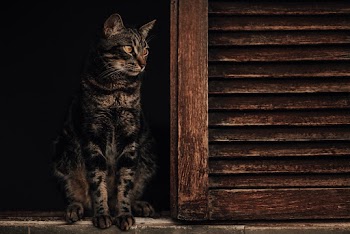 Brown Tabby Cat on Window