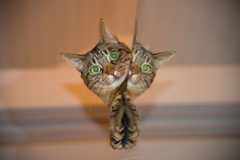 Brown Tabby Cat Peeking Beside Wall