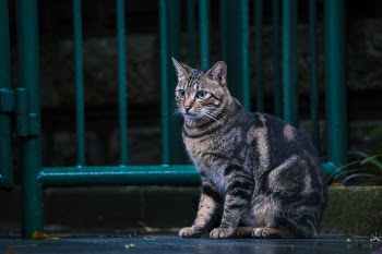 Brown Tabby Cat Sitting Near Steel Gate Outdoors