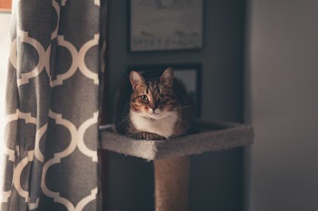 Brown Tabby Cat Sitting on Cat Tree
