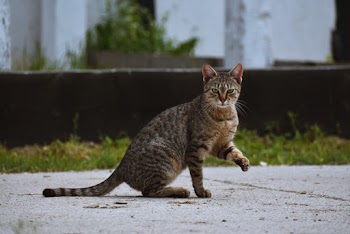 Brown Tabby Cat Sitting on Pavement