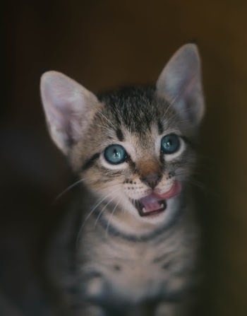 Brown Tabby Kitten
