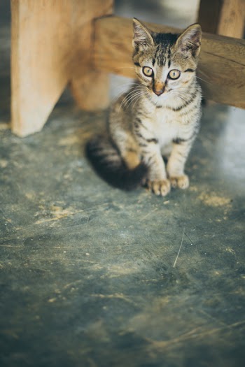 Brown Tabby Kitten Beside Wooden Frame