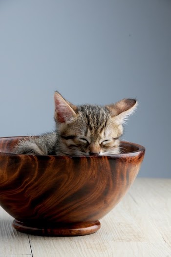 Brown Tabby Kitten on Bowl